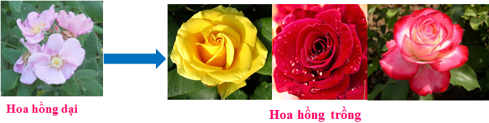 Hoa hồng dại và hoa hồng trồng