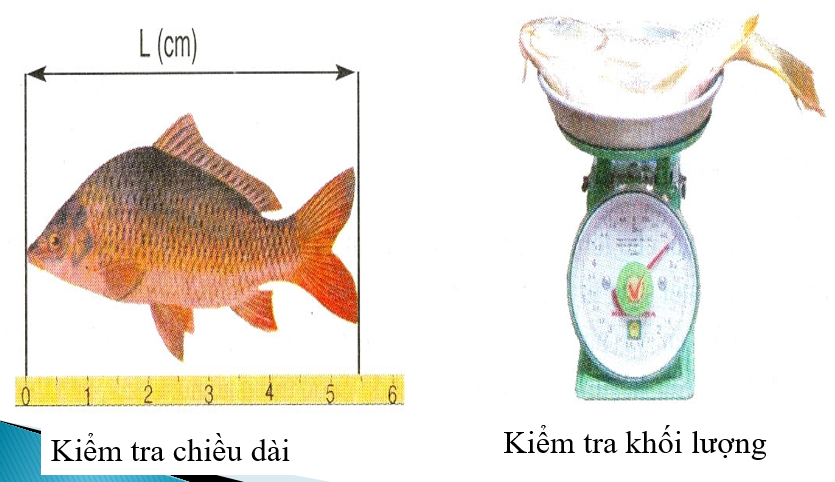 Kiểm tra sự tăng trưởng của cá