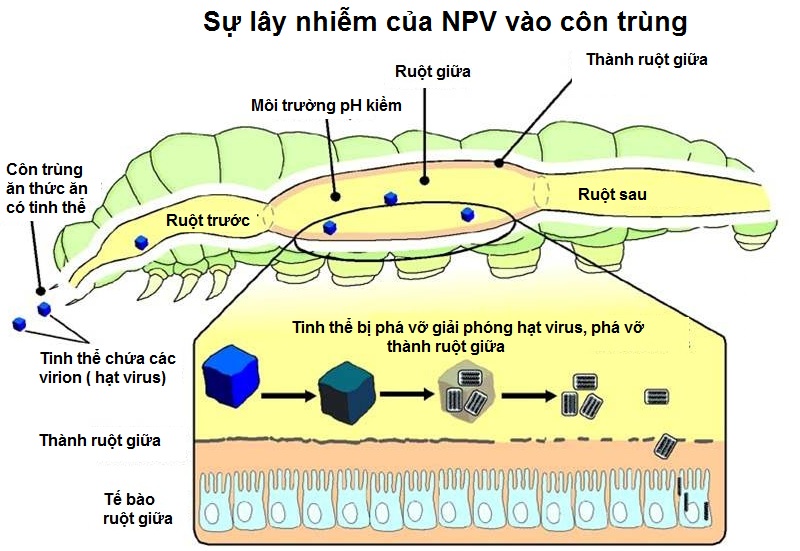 Sự lây nhiễm của virut NPV