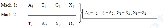 Công thức của một đoạn ADN