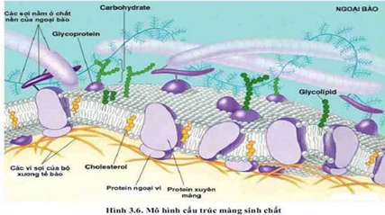Cấu trúc màng sinh chất