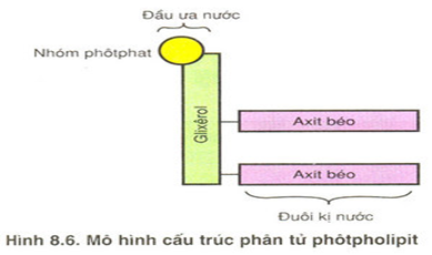  Cấu trúc phân tử của photpholipit