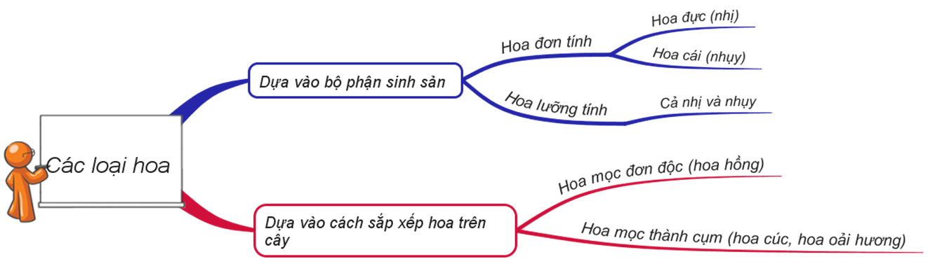 Sơ đồ tư duy bài Các loại hoa