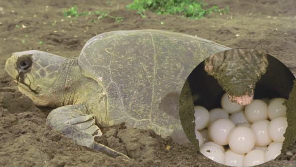 Đẻ trứng ở rùa