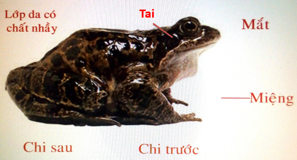 Hình dạng ngoài của ếch đồng