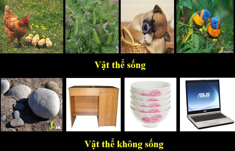 Một số ví dụ minh họa về dạng vật sống và vật không sống