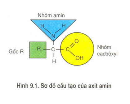 Hình 9.1 Sơ đồ cấu tạo của axit amin