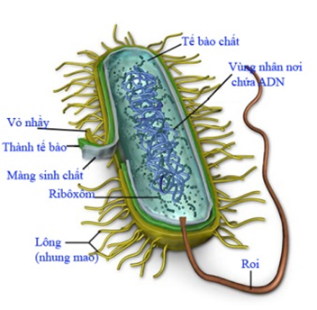 Sơ đồ cấu trúc tế bào vi khuẩn