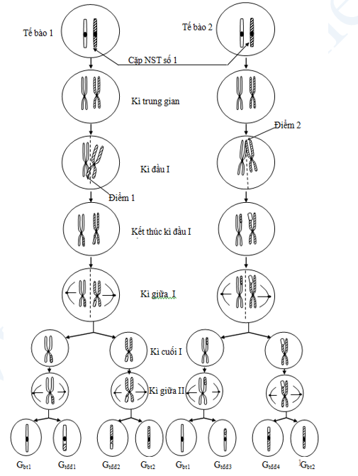Sơ đồ diễn biến hiện tượng trao đổi chéo tại 2 điểm không cùng lúc trên 1 cặp NST