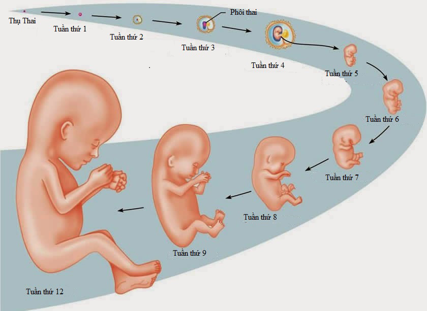 Sự phát triển phôi thai ở người
