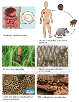 Một số tác hại của động vật trong đời sống