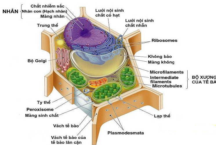 Cấu trúc tế bào thực vật