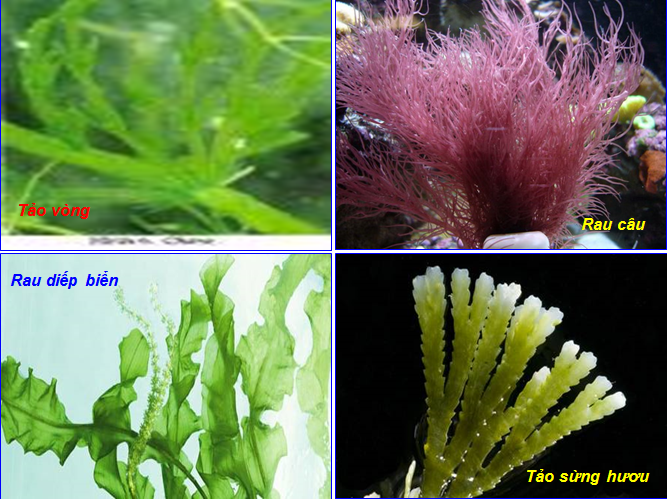 Một số loại tảo khác