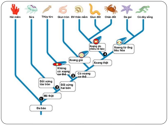 sơ đồ tiến hóa về hệ thần kinh và hệ tiêu hóa của động vật