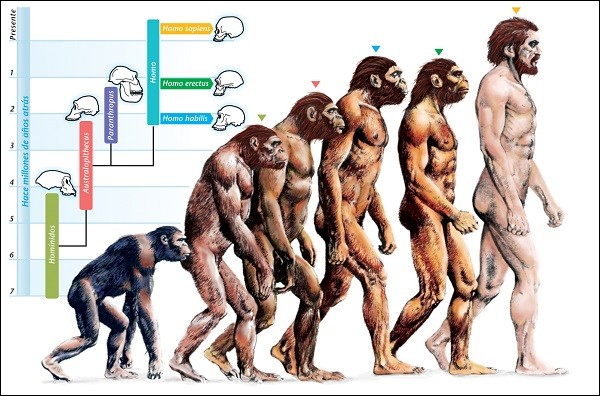 Quá trình tiến hoá của loài người