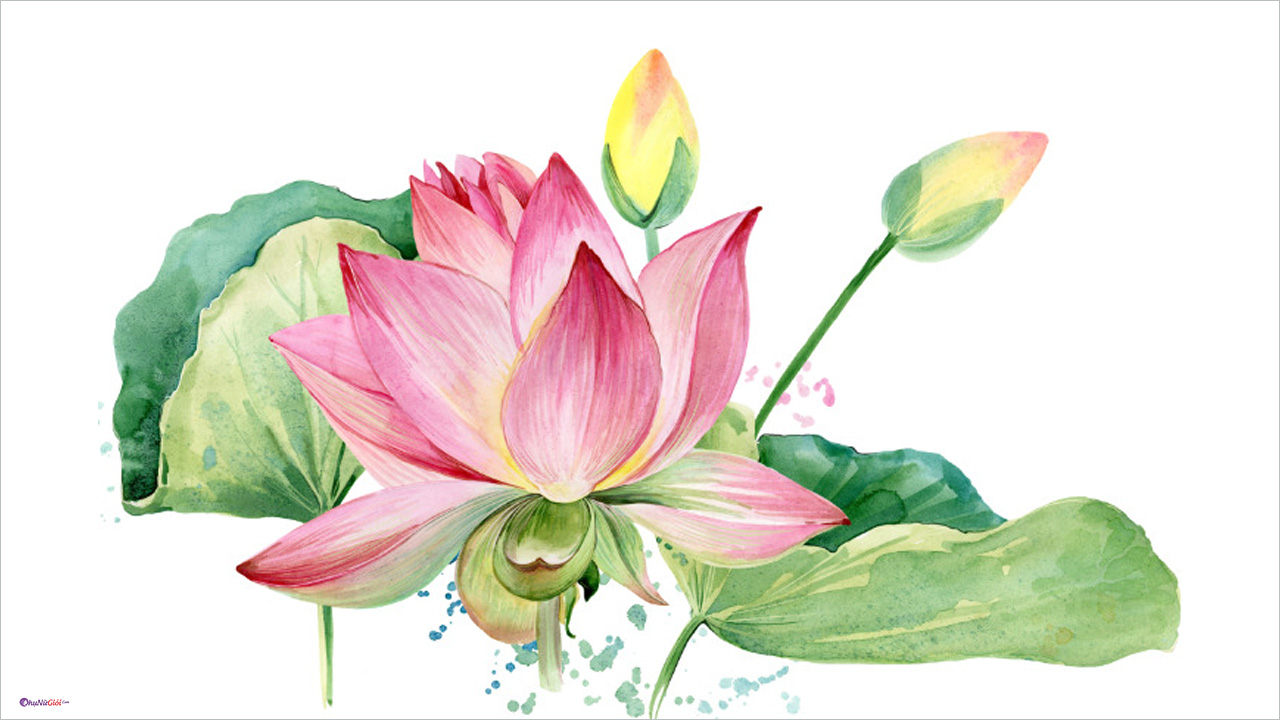 Hoa sen là hình ảnh tượng trưng cho sự trong sáng, hiền hòa và tinh tế. Hãy xem hình ảnh này để ngắm nhìn vẻ đẹp của hoa sen và tìm kiếm cảm hứng cho cuộc sống.