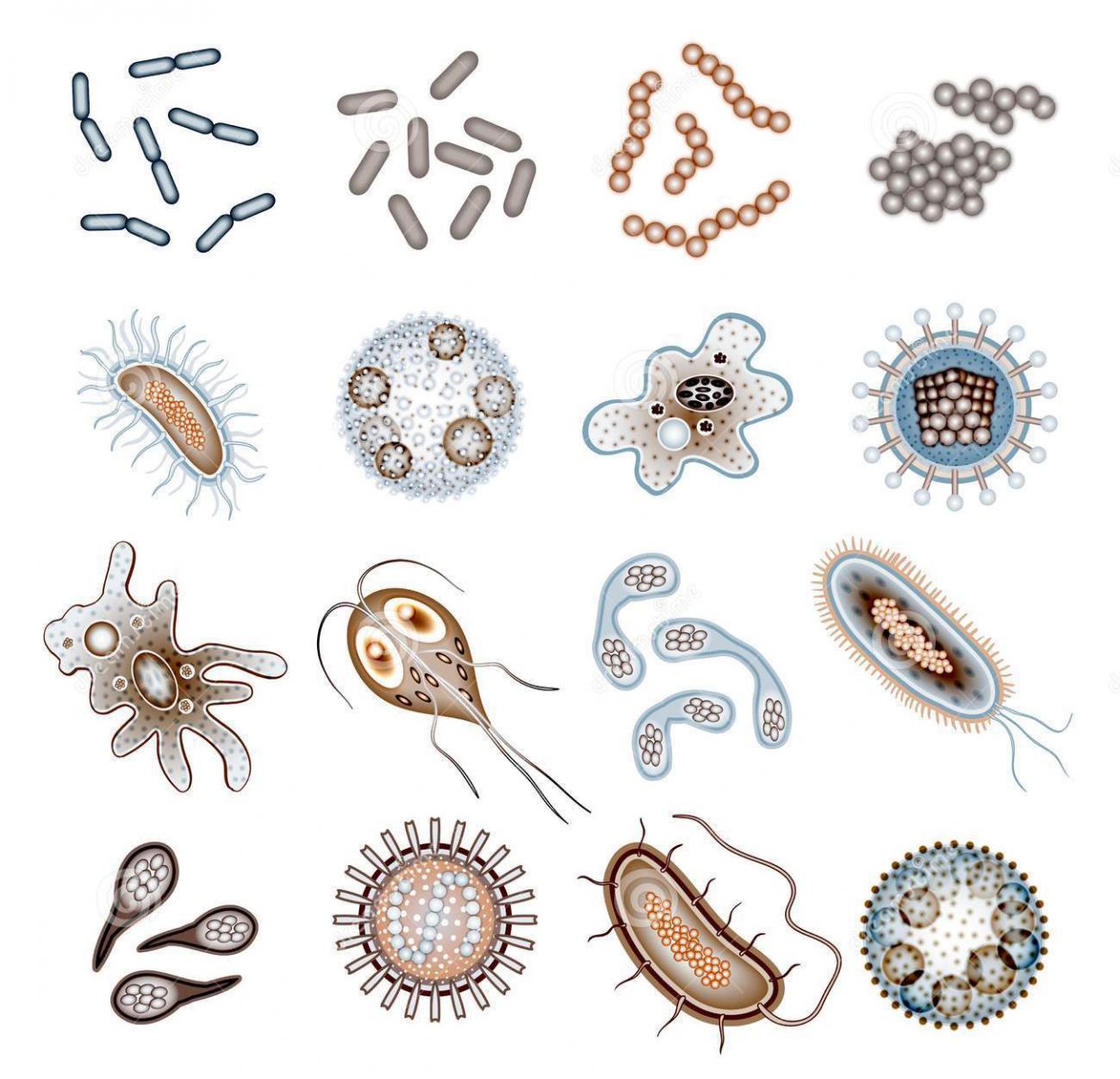 hình ảnh một số dạng vi khuẩn