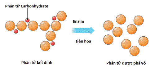 Vai trò xúc tác của enzim