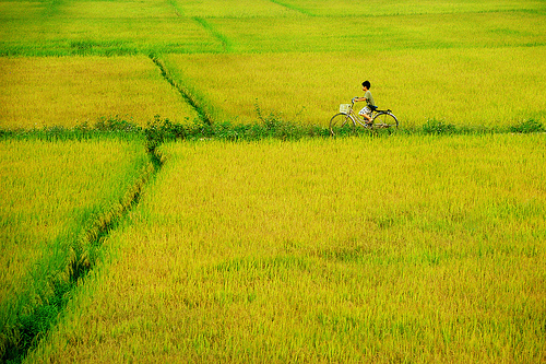 ta canh dong lua que em