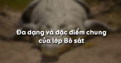 Bài 40: Đa dạng và đặc điểm chung của lớp Bò sát