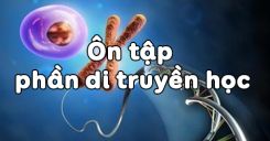 Bài 23: Ôn tập phần di truyền học