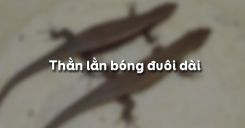 Bài 38: Thằn lằn bóng đuôi dài