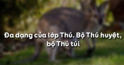 Bài 48: Đa dạng của lớp Thú và Bộ Thú huyệt, bộ Thú túi