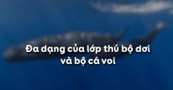 Bài 49: Đa dạng của lớp Thú Bộ Dơi và bộ Cá voi