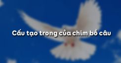 Bài 43: Cấu tạo trong của chim bồ câu