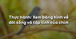 Bài 45: Thực hành Xem băng hình về đời sống và tập tính của chim