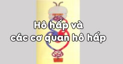 Bài 20: Hô hấp và các cơ quan hô hấp