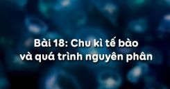 Bài 18: Chu kì tế bào và quá trình nguyên phân