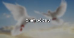 Bài 41: Chim bồ câu