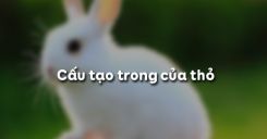 Bài 47: Cấu tạo trong của thỏ