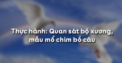Bài 42: Thực hành Quan sát bộ xương, mẫu mổ chim bồ câu