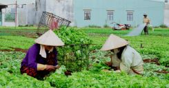 Bài 23: Thực hành - Phân tích sự chuyển dịch cơ cấu ngành trồng trọt