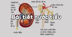 Bài 39: Bài tiết nước tiểu