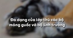 Bài 51: Đa dạng của lớp Thú và Các bộ Móng guốc và bộ Linh trưởng