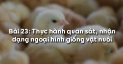 Bài 24: Thực hành quan sát, nhận dạng ngoại hình giống vật nuôi