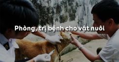 Bài 46: Phòng, trị bệnh cho vật nuôi