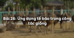 Bài 27: Ứng dụng tế bào trong công tác giống