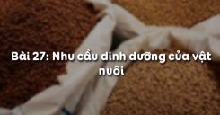 Bài 28: Nhu cầu dinh dưỡng của vật nuôi