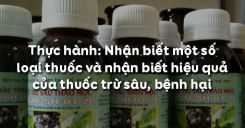 Bài 14: Thực hành: Nhận biết một số loại thuốc và nhận biết hiệu quả của thuốc trừ sâu, bệnh hại