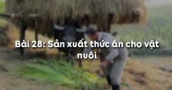 Bài 29: Sản xuất thức ăn cho vật nuôi