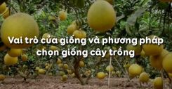 Bài 10: Vai trò của giống và phương pháp chọn giống cây trồng