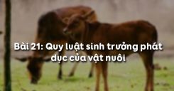 Bài 22: Quy luật sinh trưởng phát dục của vật nuôi