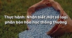 Bài 8: Thực hành: Nhận biết một số loại phân bón hóa học thông thường