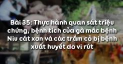 Bài 36: Thực hành quan sát triệu chứng, bệnh tích của gà mắc bệnh Niu cát xơn và cá trắm cỏ bị bệnh xuất huyết do vi rút