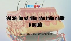Bài 39: Da và điều hòa thân nhiệt ở người