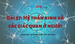 Bài 37: Hệ thần kinh và các giác quan ở người